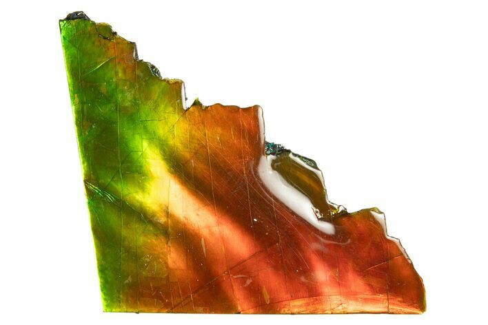 Iridescent Ammolite (Fossil Ammonite Shell) - Rainbow Colored #310334